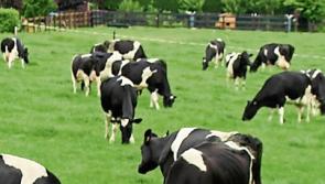 Kilkenny Mart: It was a week of busy sales