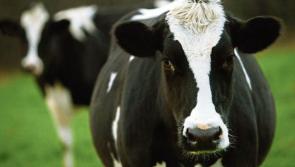 Kilkenny Mart prices have dairy sellers smiling