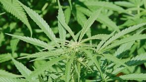 Over €500,000 worth of cannabis seized by Gardaí at grow house