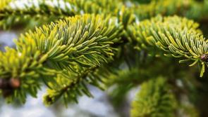Christmas tree drop-off locations for Kilkenny