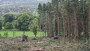 Forestry clinics in Kilkenny 