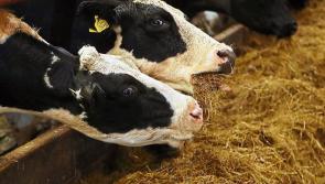 McConalogue 'really pleased' with number of submissions to €56m fodder scheme