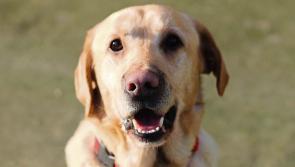 Charity dog walk in aid of Castlecomer Day Care Centre