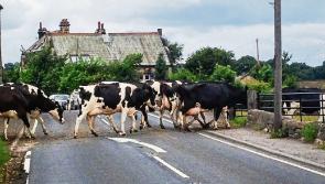 Motorbike crashed into cattle on 'death trap' road that runs through Kilkenny