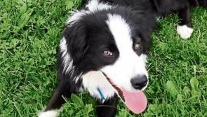  212 dogs rehomed in Kilkenny this year with thanks to Petmania