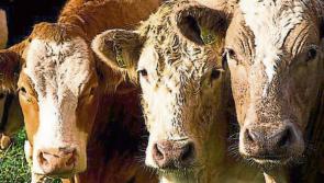 Kilkenny farmers advised to utilise excellent grass supply and grazing conditions 