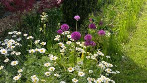 Stunning Kilkenny walled garden to host plant sale 