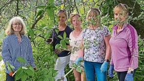 Bennettsbridge volunteers play their part in removing invasive plant species in Kilkenny