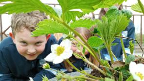 Pictures: Gardening time at Kilmoganny school!