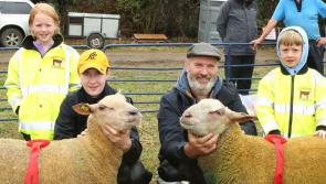 Kilkenny ram named Overall Champion at Clonaslee Show