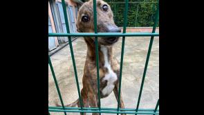 Gimme Shelter: canine home cares for 220 dogs this year 


