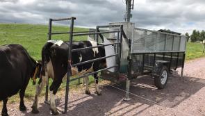 'Green cow' initiative allows  Kilkenny farmers to breed low carbon cows 