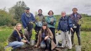 Celebrating Woodland Management Skills in Kilkenny 
