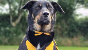 Even Kilkenny dogs are supporting the Cats in the All Ireland!