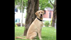 Volunteer  for this worthy charity in Kilkenny