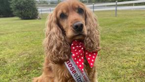 Revealed - The cute Kilkenny finalist in Nose of Tralee 2022