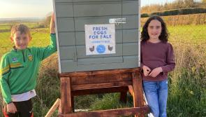 Kids to close their eggs and honesty box after four robberies near Durrow - Kilkenny Live