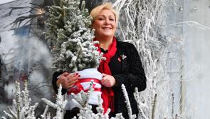 Children to benefit from decorative Christmas tree sale in Kilkenny