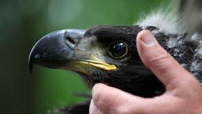 Kilkenny politician's fury after 'magnificent creature' shot dead