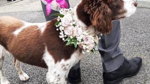 Kilkenny location features in list of Ireland’s top dog-friendly wedding venues


