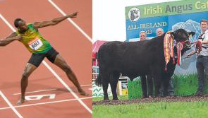 Kilkenny bull named after Usain Bolt wins big at Strokestown Show