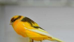 Kilkenny's world renowned canary breeder to feature on RTE show