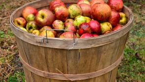 Apple pressing and plant sale in Callan this weekend