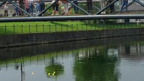 Watch: No need for Stewards' Enquiry but Lions Club charity Duck Derby was absolutely quackers!