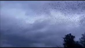 Video - Starling Mesmerising murmuration in north Kilkenny captured