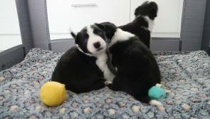 Happy ever after - three puppies abandoned like rubbish are now thriving in ISPCA care!