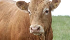 Kilkenny Mart: Imports of beef into this country still   increasing