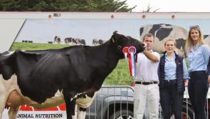 Kilkenny friesian named Clonmel Show Champion