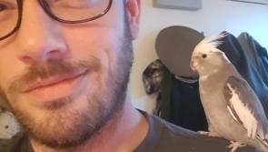 Lost Pet: Keep an eye out for a missing grey and white cockatiel in Kilkenny City