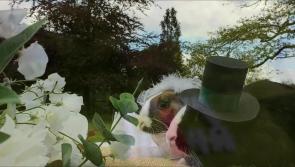 Bunny Love!  Romance is in the air at the Newpark Hotel!