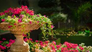 A treat in-store this weekend for Kilkenny, Laois, Tipperary and Offaly garden enthusiasts!