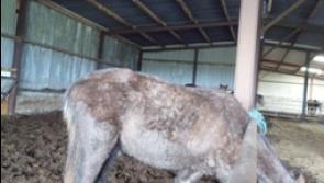Kilkenny farmer (75) imprisoned on animal cruelty charges