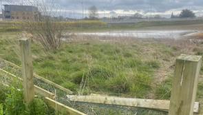 Mayor calls for investigation following sightings of dead horse in Kilkenny