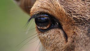 Deer hunting season opens for licensed hunters in Kilkenny
