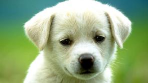 Staying Puppy Pawsitive with new arrival