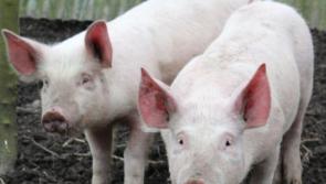 Irish pig farmers begin receiving PEPS2 payments worth up to €100,000