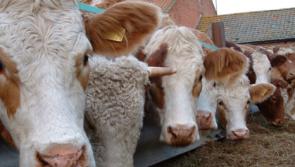 One in four Kilkenny farmers short of animal feed this Spring –Take action now