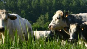 Local farmers can have their say on the future of CAP – John Paul Phelan