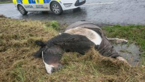 Sulky byelaws in Kilkenny are not enforceable - Garda chief