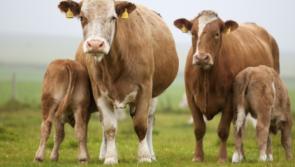 Kilkenny TD welcomes higher grant rates for environmental investments including organics and farm safety 