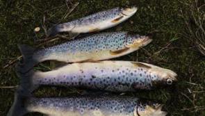 Kilkenny anglers asked to stop fishing on Nore, Barrow and Suir rivers