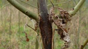 Dismay at  refusal to compensate Kilkenny farmers for Ash Dieback