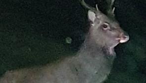 Close encounter for one Kilkenny motorist as warning issued over love-crazed deer