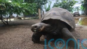 REVEALED: How tortoises slow down ageing process