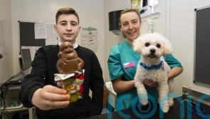 Keep treats secure as chocolate can cause fits and even death in dogs - Kilkenny Live