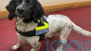 Man arrested after cocaine worth €2.4m euro seized in the South-East - Kilkenny Live